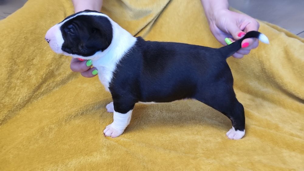 Piesek Bulterier Standard ZKwP