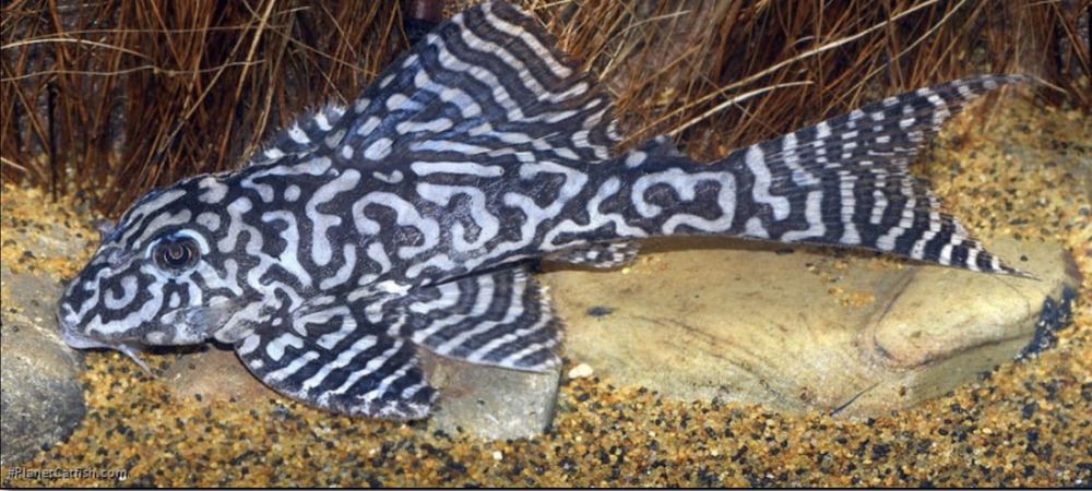 Hypancistrus L236 RB Adulto