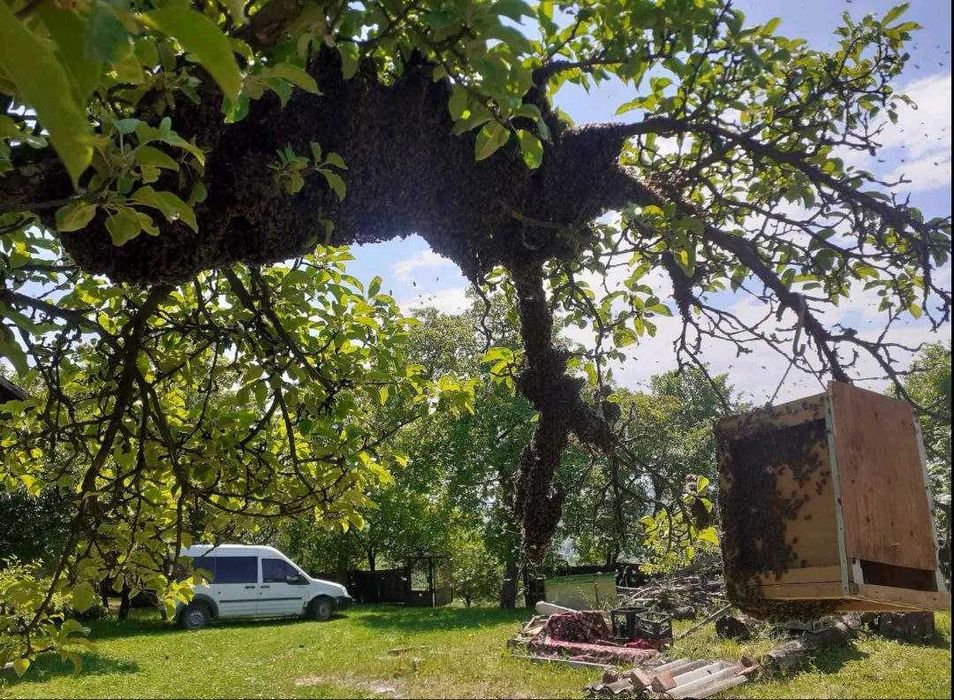 Продаються бджолопакети породи Карпатка. Ціна договірна.