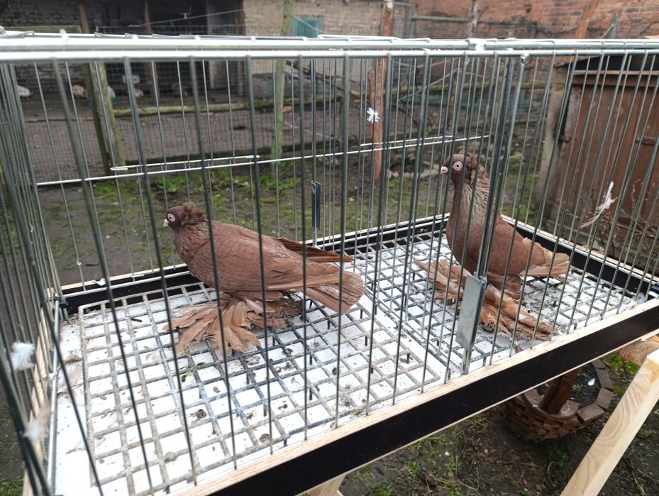 Wywrotki wschodniopruskie  gołębie ptaki