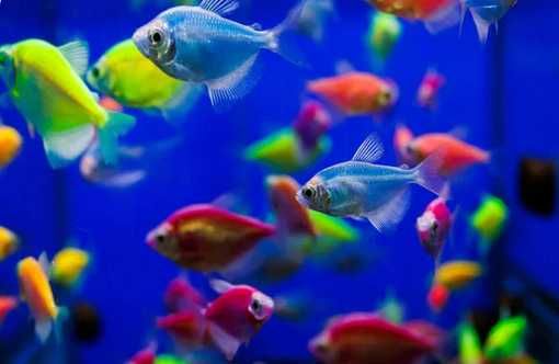 Tetra czarna -Żałobniczka