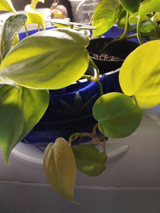 Філодендрон лайм