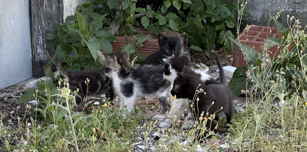 Gatinhos para adopção responsável