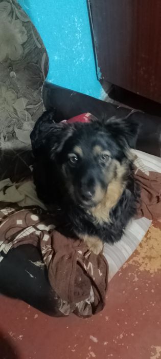 Красуня песика дівчинка