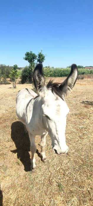 Burro inteiro e manso