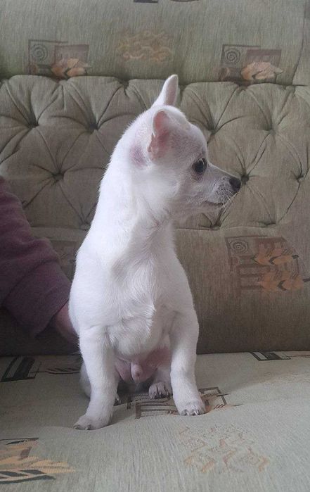 Цуценя чіхуахуа, хлопчик