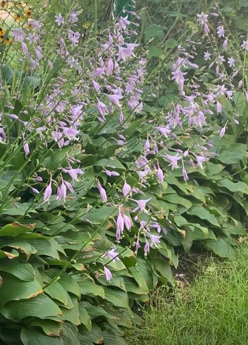 ХОСТА, семена петрушки ,чорнобривців.