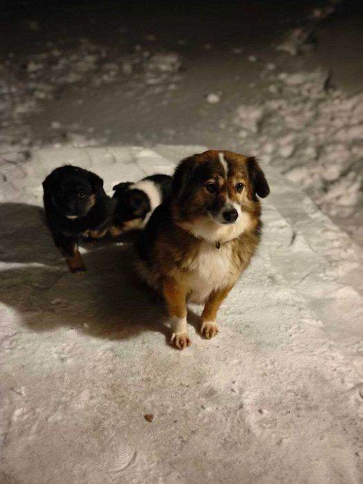 Собачат в добрі руки