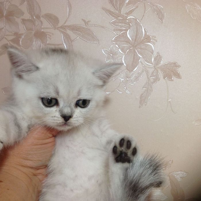 Шиншиллы страйтики  породистые  шотландские котята