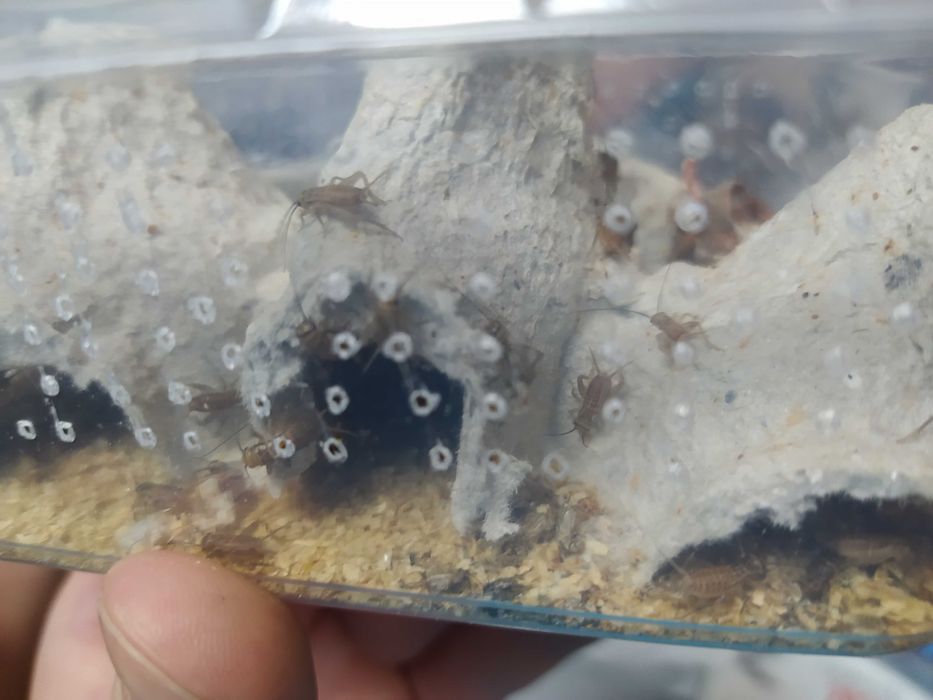 Karmówka wylęg świerszcza całe opakowanie