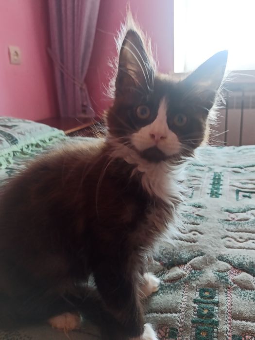 Ми із розплідника.Нам три міс.