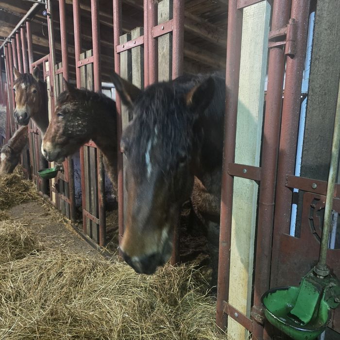 Klacz źrebak pkz koń polski koń zimnokrwisty