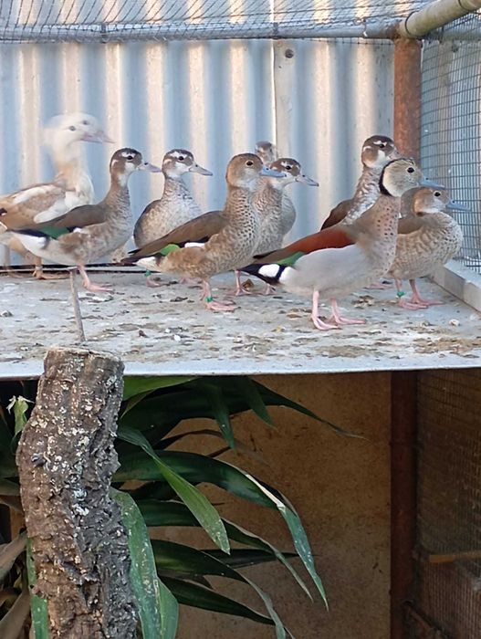 Aves ornamentais desde 25