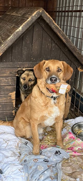 pies oddam do adopcji za darmo