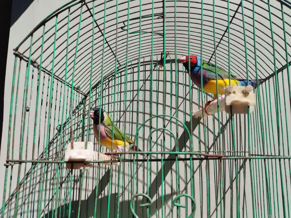 Diamantes Gold + Bengalins não sexados