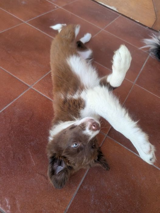 Szczeniak border collie GOTOWE DO ODBIORU