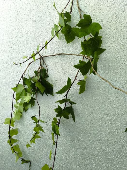 DOU. GRÁTIS. OFERTA. Pézinhos da planta hera.