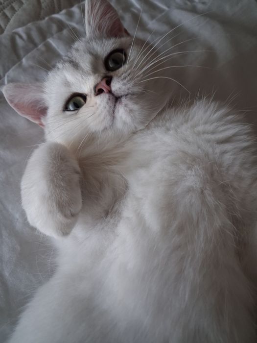 British Shorthair  silver chinchilla