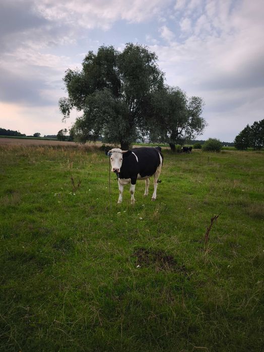 Sprzedam 2 jałówki simentalki
