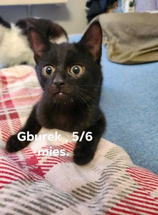 Kocięta szukają domu