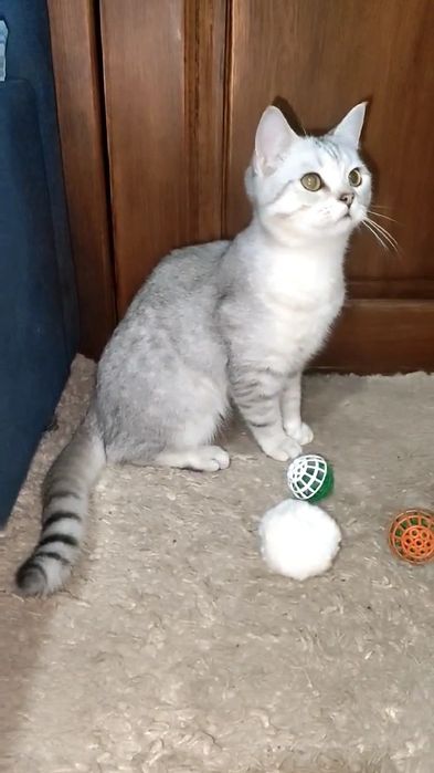 Мальчик страйт серебристая шиншилла.