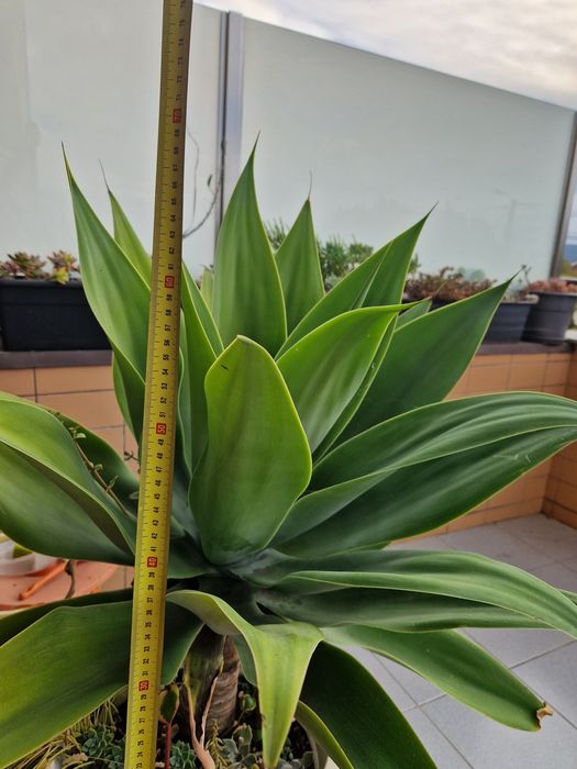 Agave dragão suculenta/cato