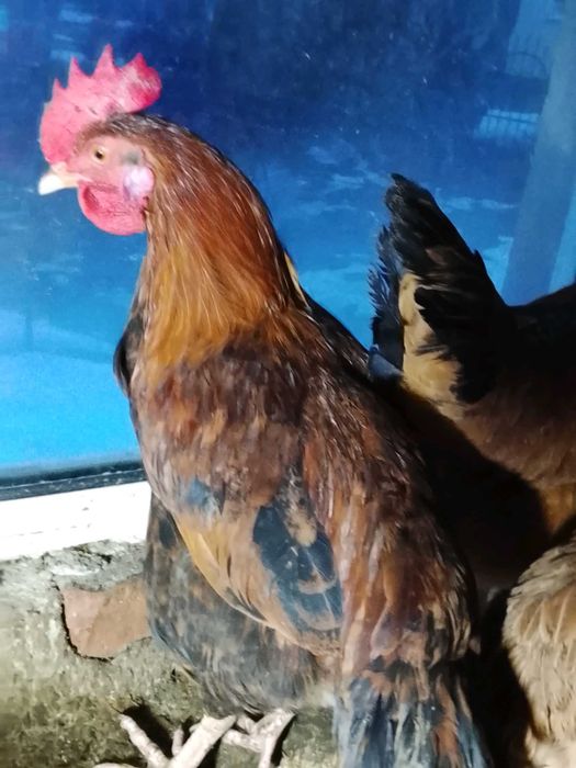 Sprzedam młode koguty