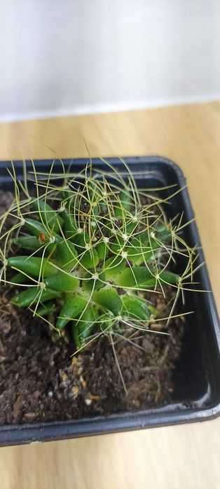 Sprzedam kaktus Mammillaria DECIPIENS