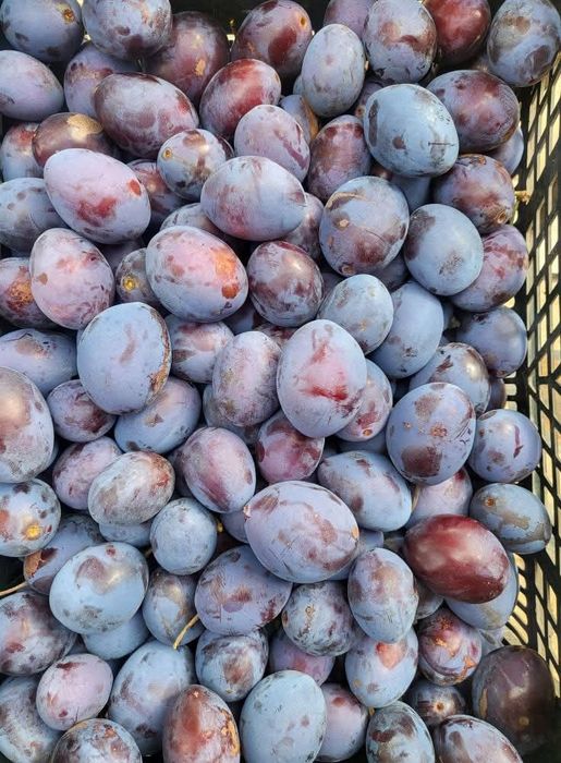 Śliwka z ogrodu 10kg niepryskana