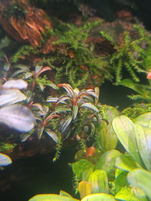 Bucephalandra Phantom