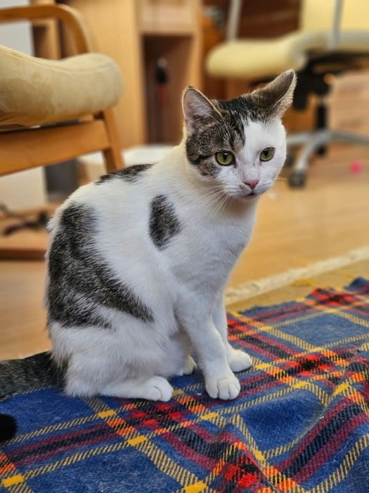 Cukne kotki do adopcji. Ostoja Mruczków