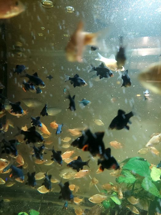 Brzanka mszysta zdrowa