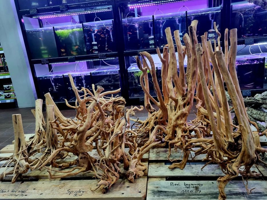 Korzenie spider, pień bagienny, szybko tonące duże i małe red driftwoo