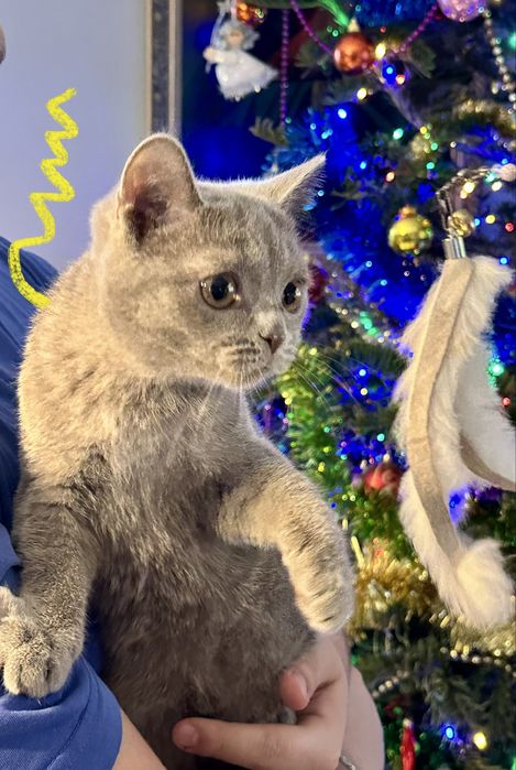 Kot  brytyjski liliowy FPL/ FIFe