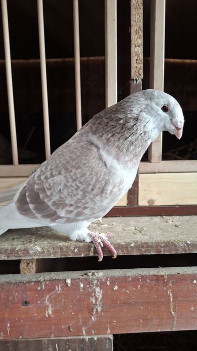 Gołębie standard samiczka 23r