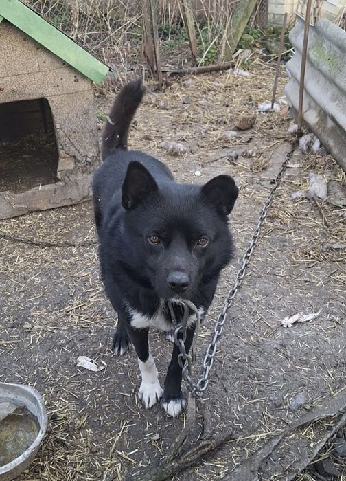 Собака, песик, хлопчик. Порятунок!