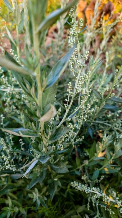 Семена лекарственных растений, Насіння лікарських трав