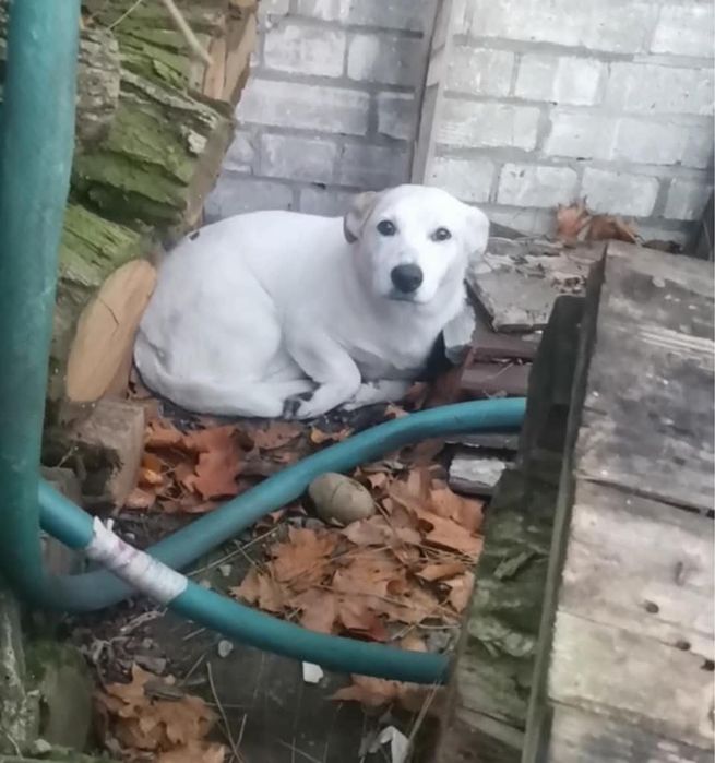 Cudowny Dente szuka domku