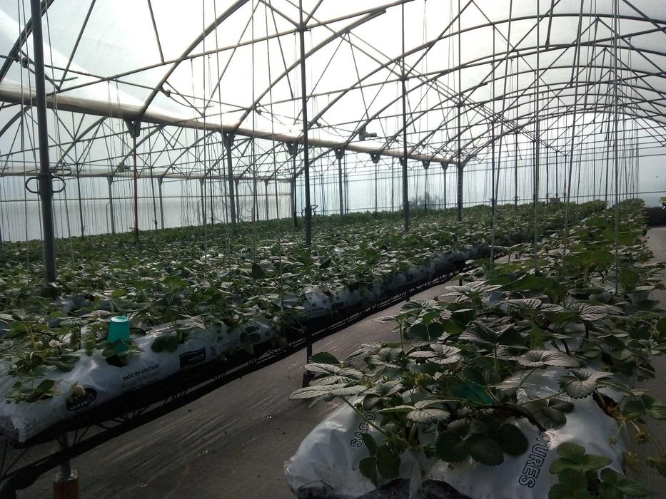 Estufas de agricultura