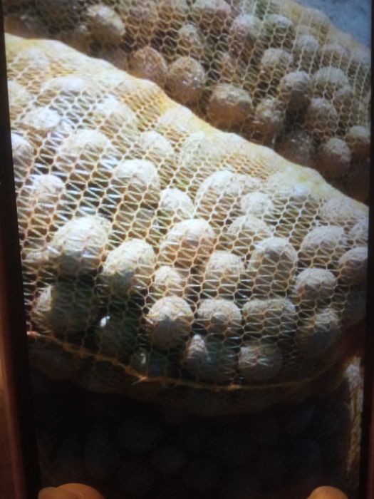 Ziemniaki typ sadzeniaka ASTANA żółte