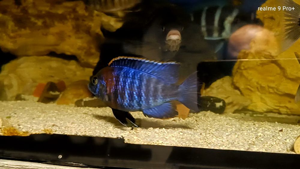Aulonocara hansbaenschi