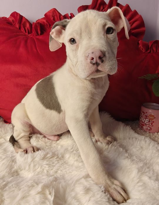 Śliczny piesek amstaff!