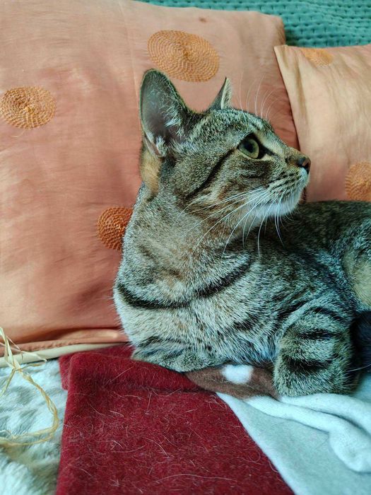 Kotek do adopcji