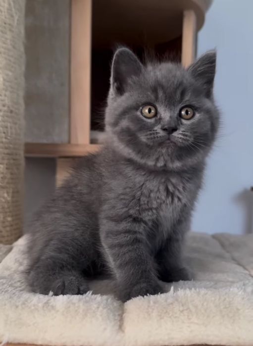 Британские котята