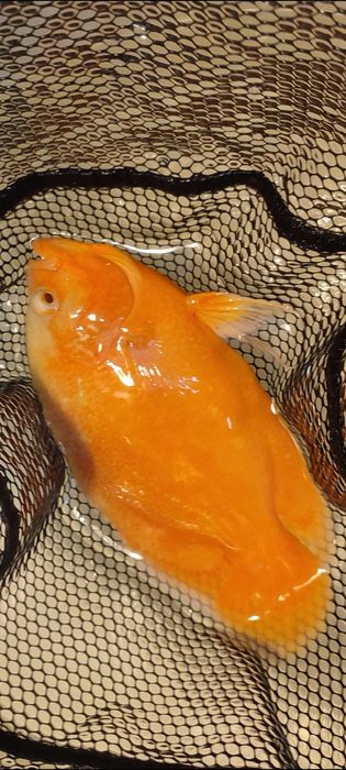 Pielęgnice pawiookie parka.