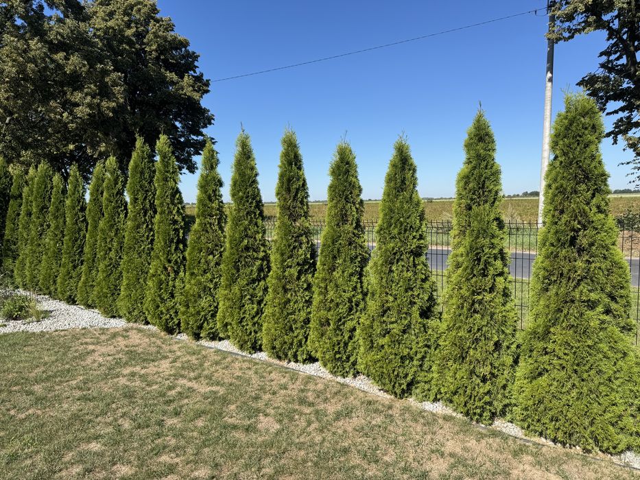 Tuja Szmaragd 230 - 250cm.