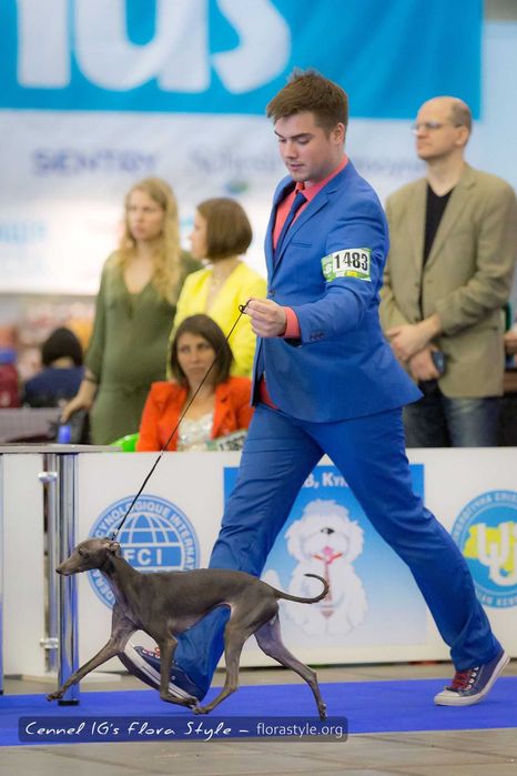 Щенки левретки в питомнике Flora Style. Киев, Украина.