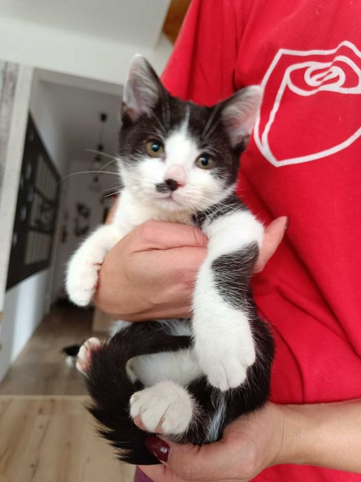 kociak 3 miesiace matylda kocia szansa aktualne