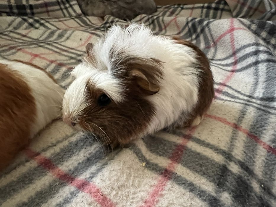 Морська свинка коронет