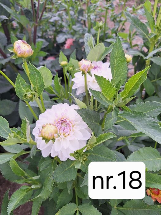 Karpy dalii, georginie